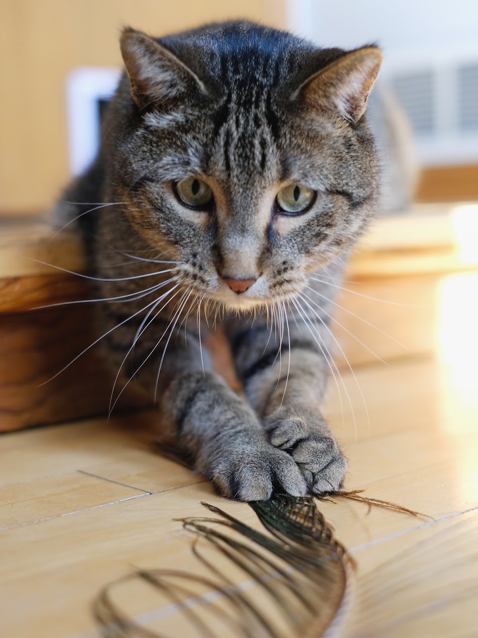Our cat, Oliver