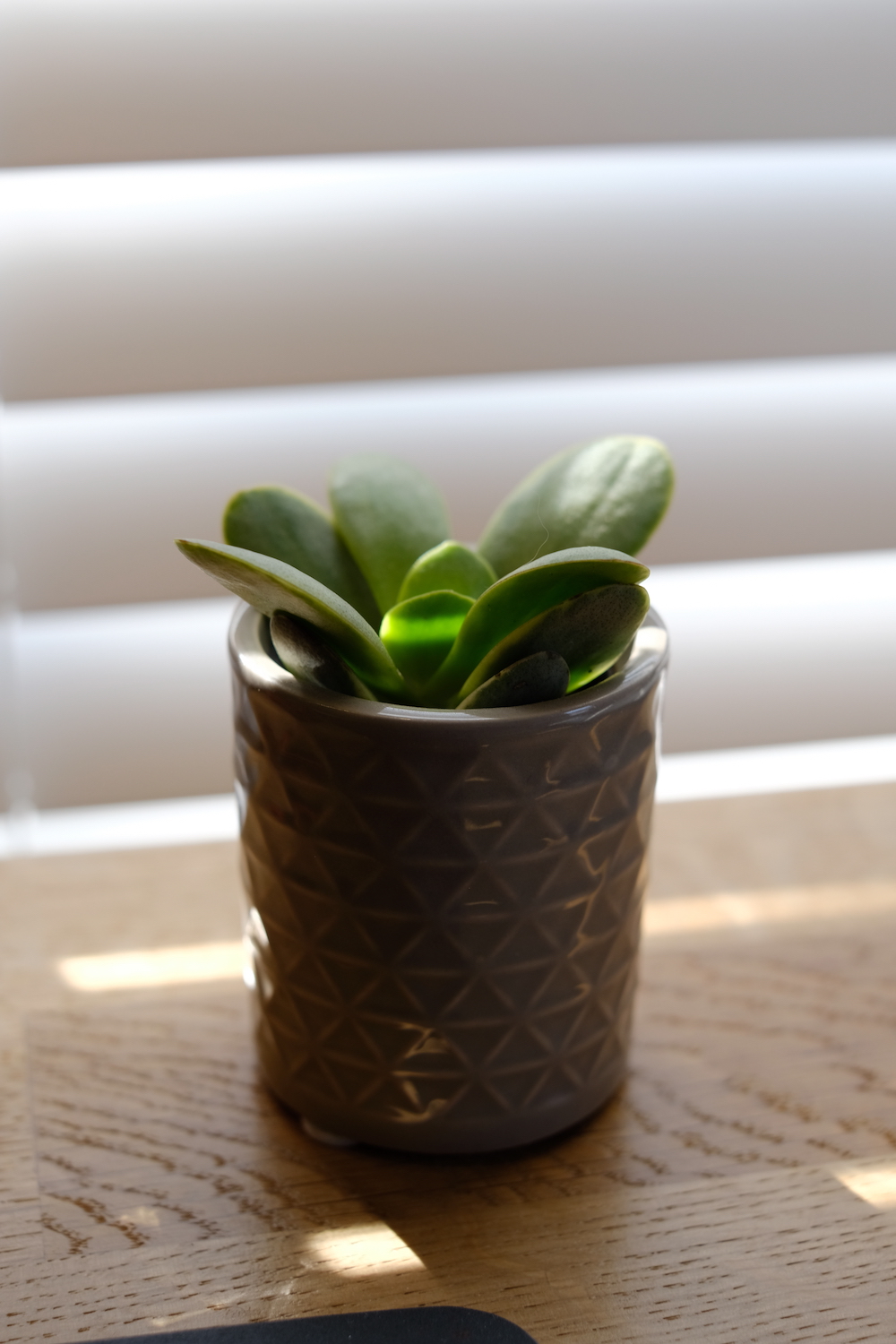 My desk plant