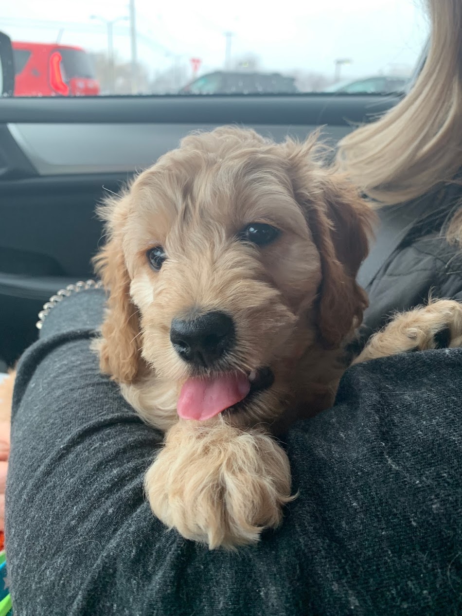 Our new puppy, Sophie!