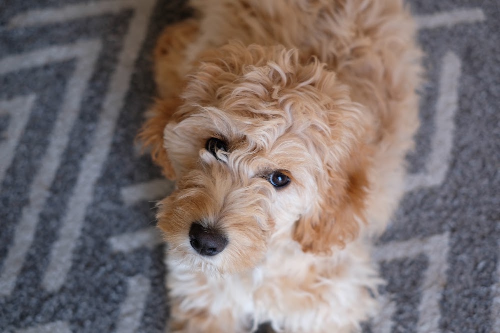 Our new puppy, Sophie!