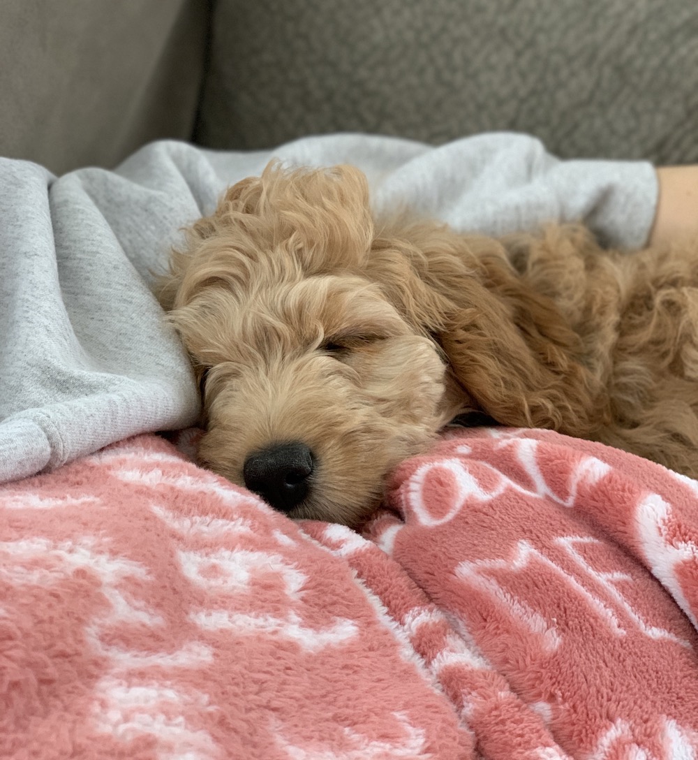 Our new puppy, Sophie, is very photogenic!